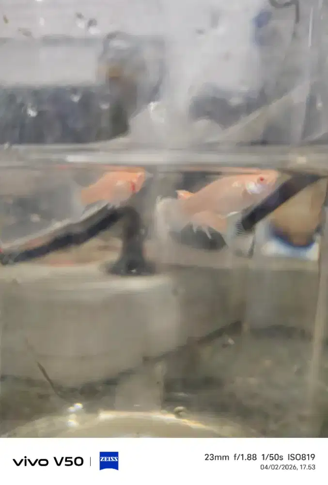 Ikan albino molly.. Anakkan