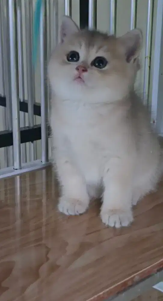 BRITISH SHORTHAIR BSH GOLDEN BETINA