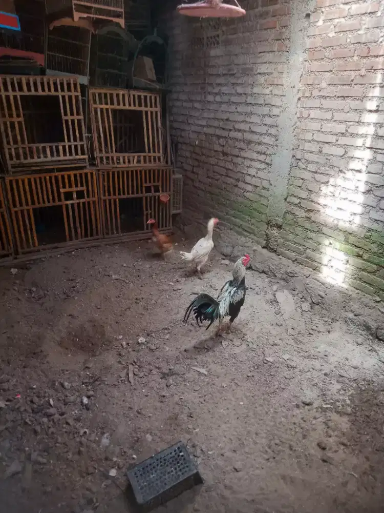 Ayam borongan shamo Jepang maginkhoydrumb plucker tinggal rwat sip pro