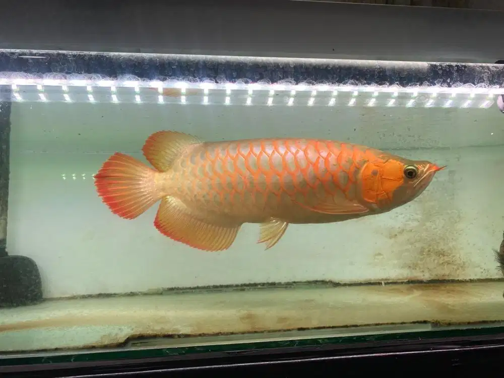 Ikan Arwana cakep body petak metalic kencang 45cm