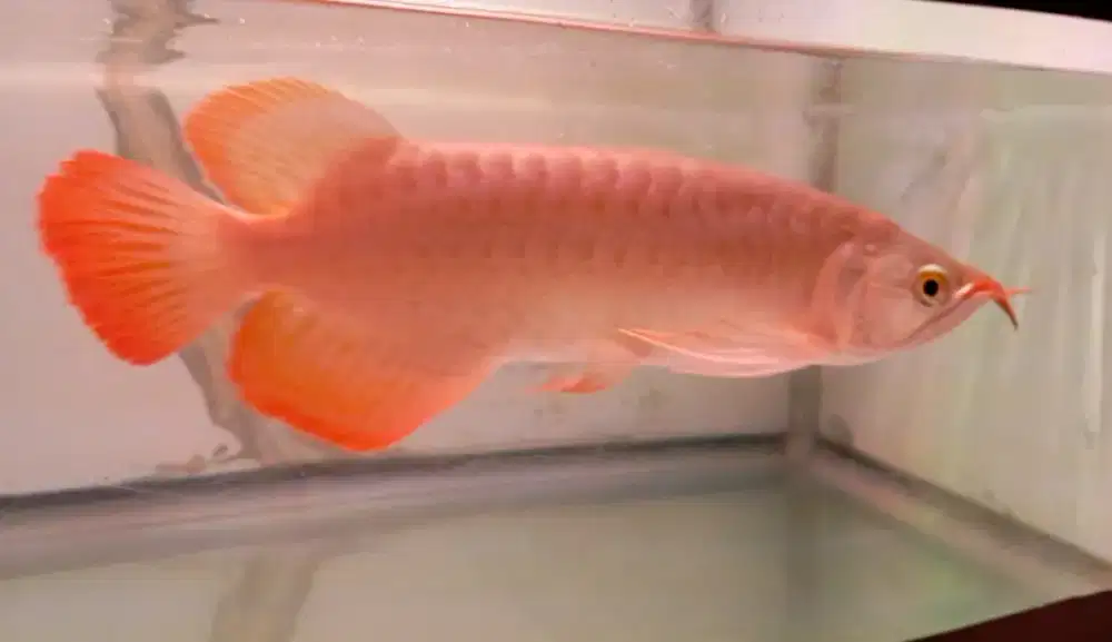 Arwana super red 30cm