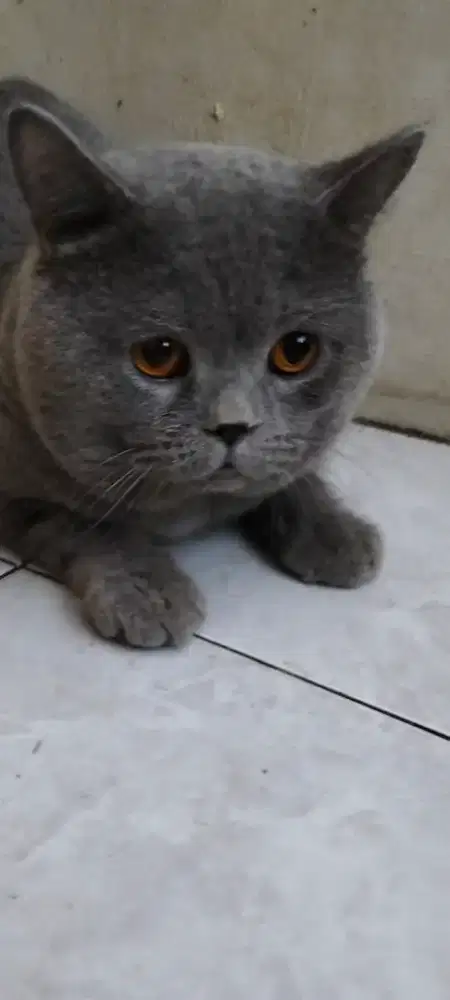 Kucing BSH PED betina