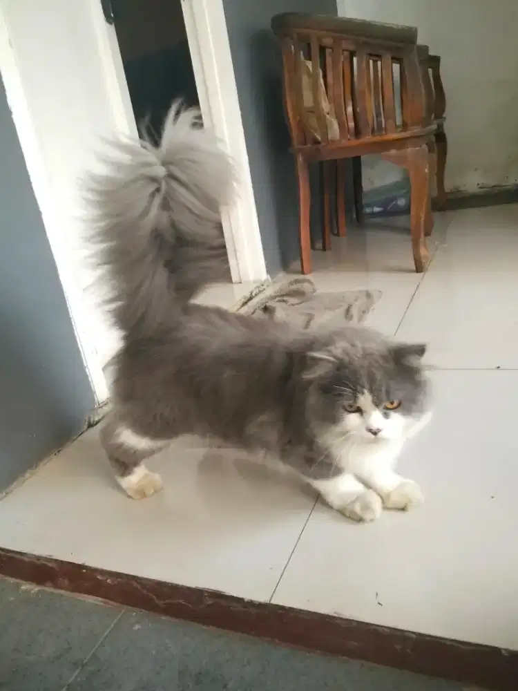 Kucing Persia abu putih