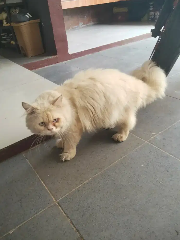Kucing Persia putih