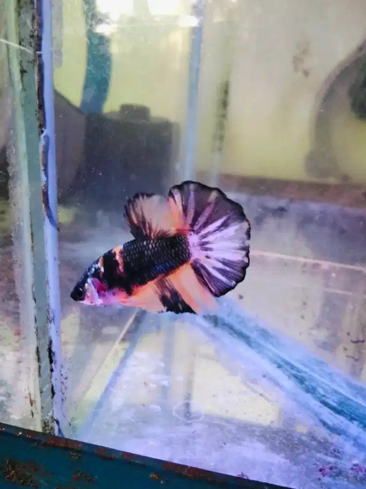 Ikan cupang warna indah