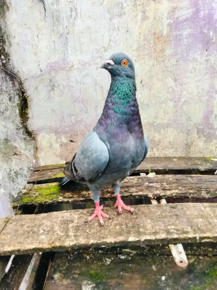 Burung dara sepasang giring