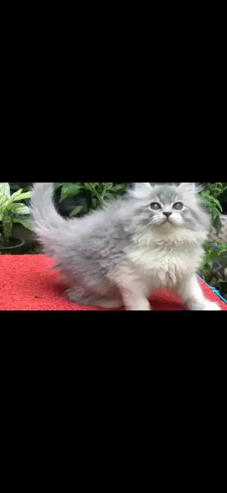Anak kucing anggora/kitten persia flatnose /kucing persia jantan