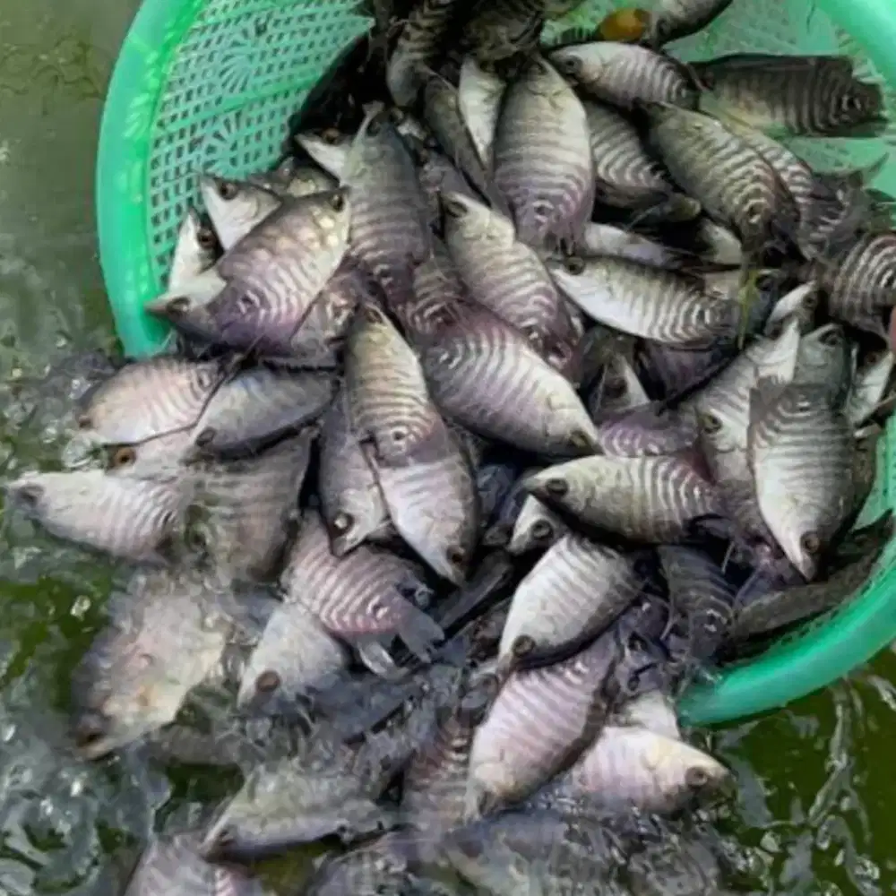 Bibit ikan gurame bogor