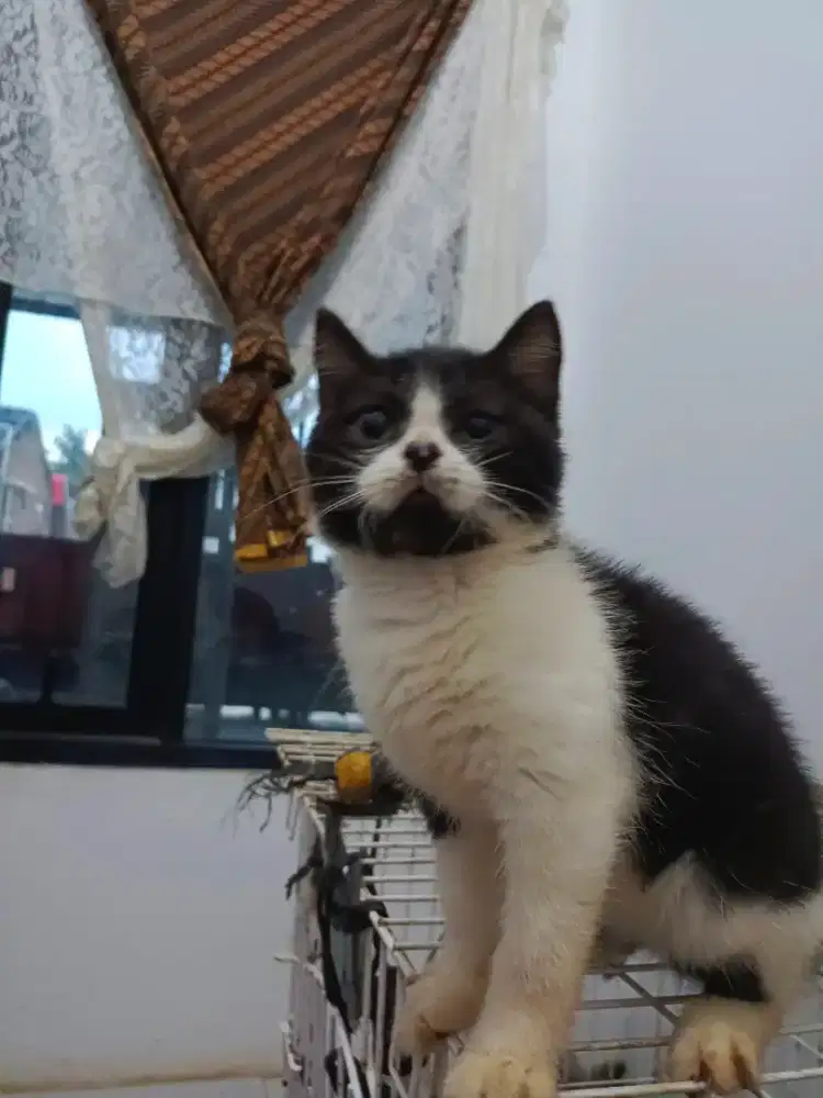 Bsh black and white jantan