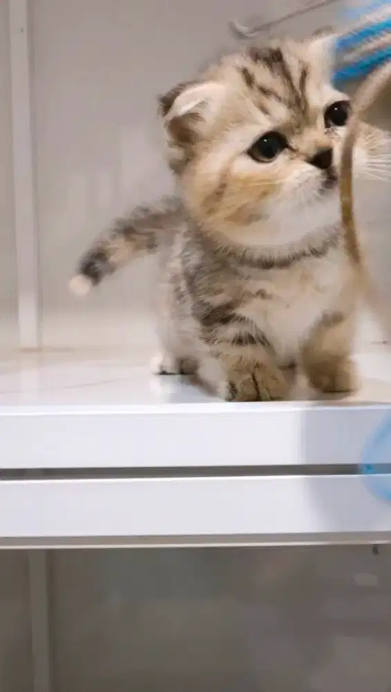 Munchkin Scottish fold