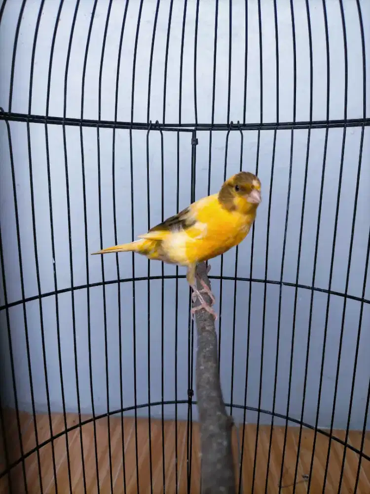 Burung kenari Wiksar ex gacor