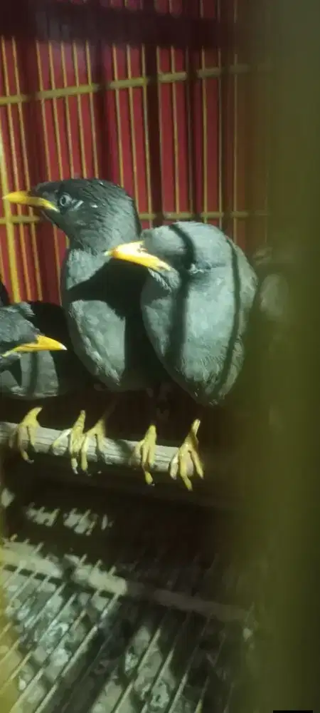 Jalak kebo anakan (mandiri)