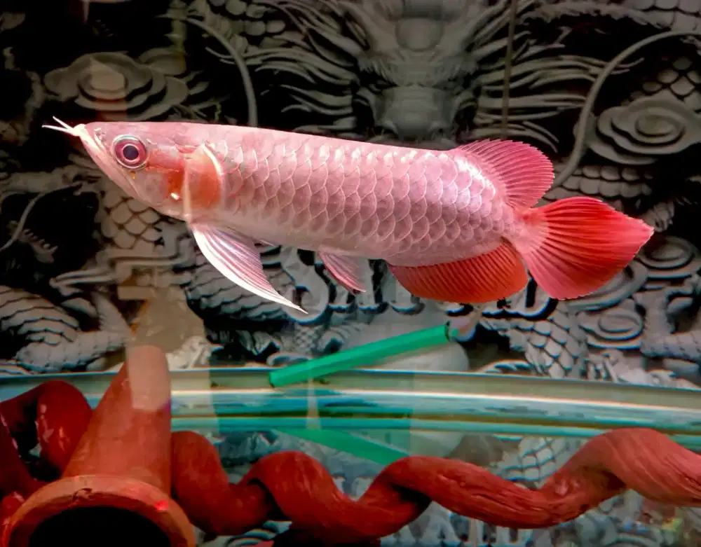 Ikan Arwana Super Red