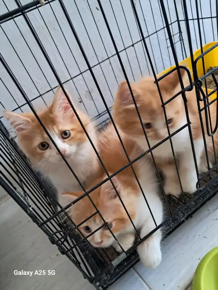 Anakan kucing umur 3 bulan