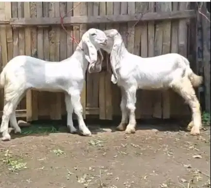 4 ekor bibit anakan kambing etawa senduro 1 jantan 3 betina 4 bln puas