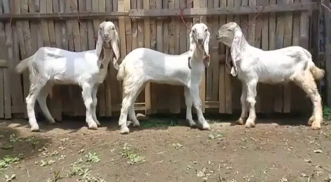 4 ekor bibit anakan kambing etawa senduro 1 jantan 3 betina 4 bln puas