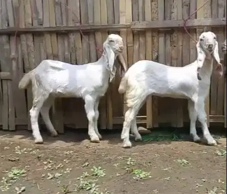 4 ekor anakan kambing etawa senduro super 4 bln 1 jantan 3 betina puas