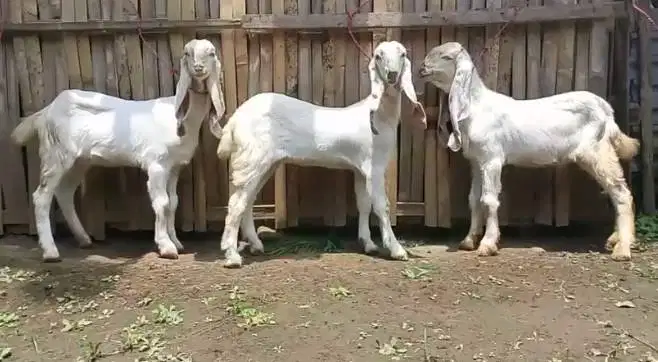 4 ekor anakan kambing etawa senduro super 4 bln 1 jantan 3 betina puas