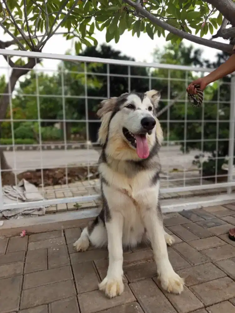 Alaskan Malamute CALON INDUK