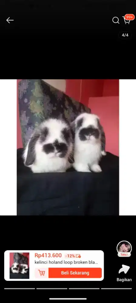 Kelinci Holand Lop Dewasa