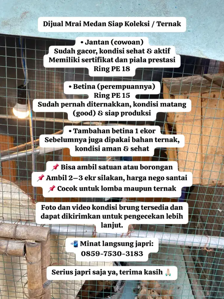 Dijual Murai Medan Siap Koleksi / Ternak