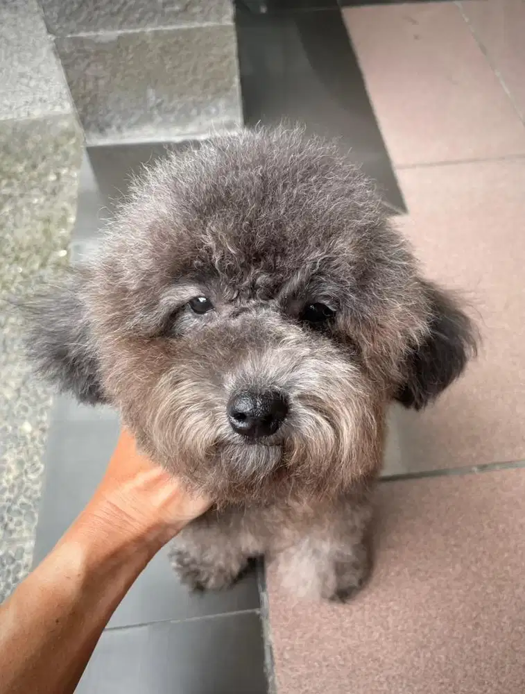 Poodle silver pendek