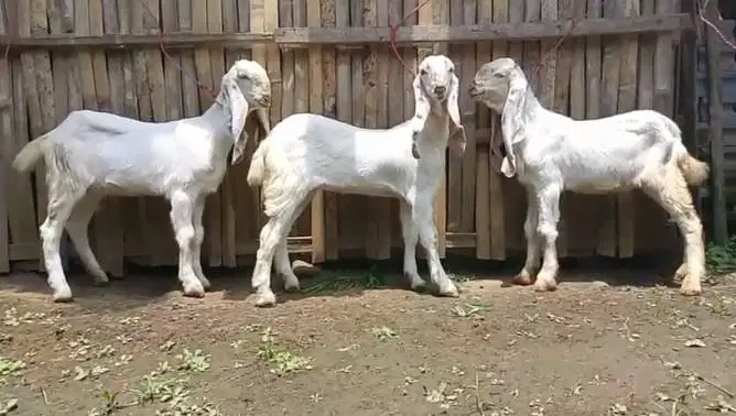 4 ekor anakan kambing etawa senduro 4 bln 1 jantan 3 betina superan ok