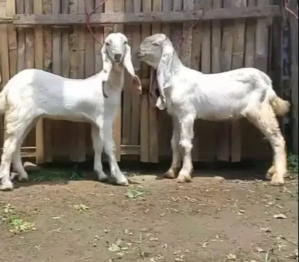 4 ekor anakan kambing etawa senduro 4 bln 1 jantan 3 betina superan ok