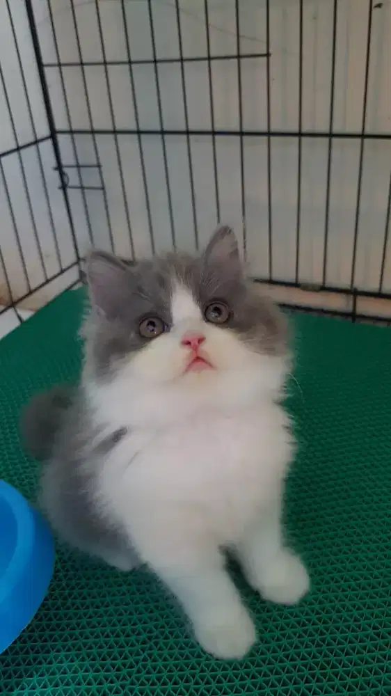 open adopt kitten persia