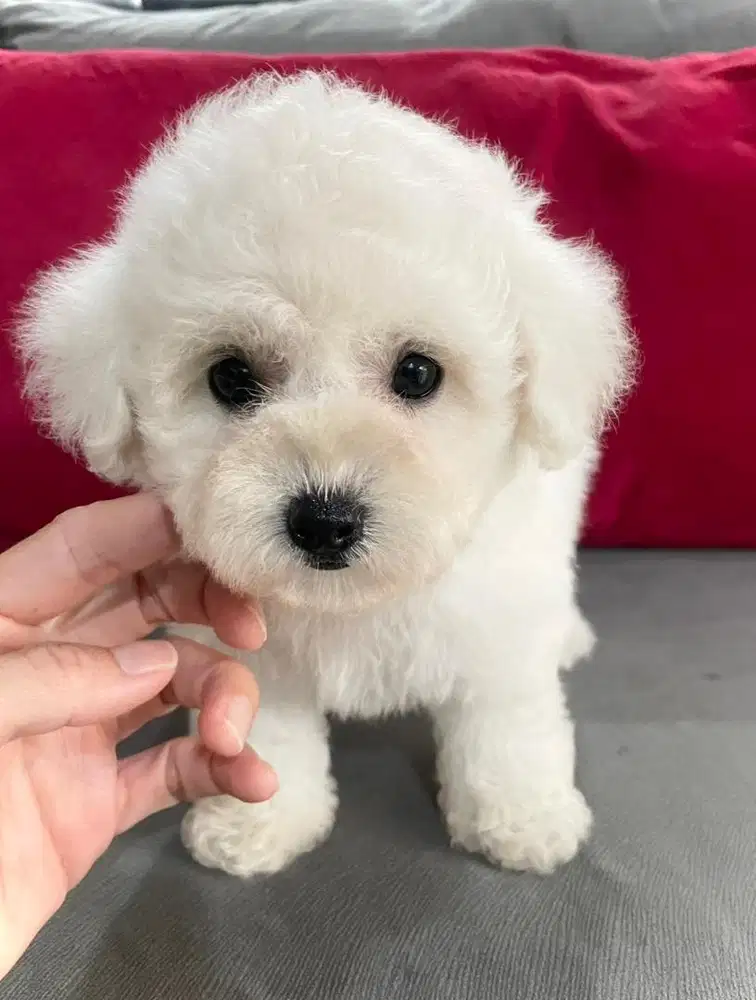 Bichon frise betina