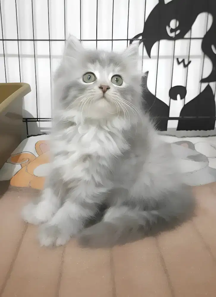 Kucing persia betina