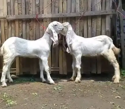 4 ekor anakan kambing etawa senduro 4 bulan 1 jantan 3 betina superan