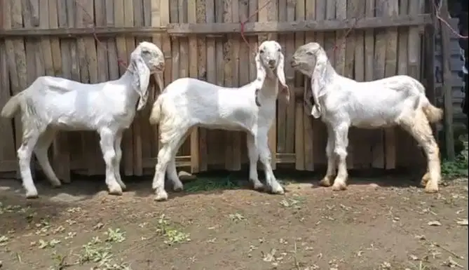 4 ekor anakan kambing etawa senduro 4 bulan 1 jantan 3 betina superan