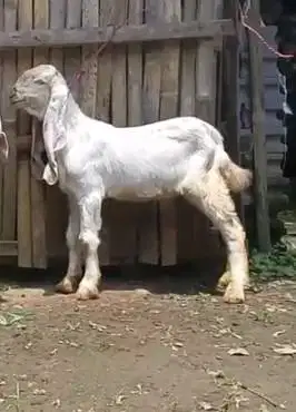 4 ekor anakan kambing etawa senduro 4 bulan 1 jantan 3 betina superan