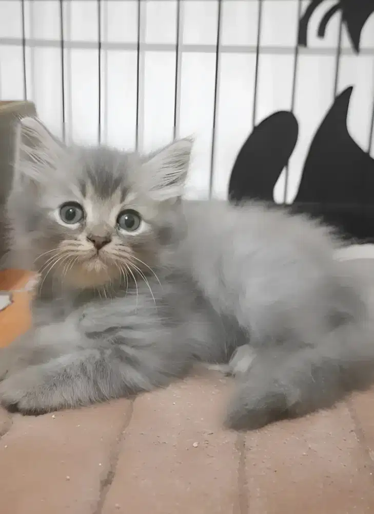 Kucing persia jantan