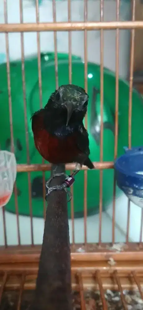 Burung kolibri ninja gacor