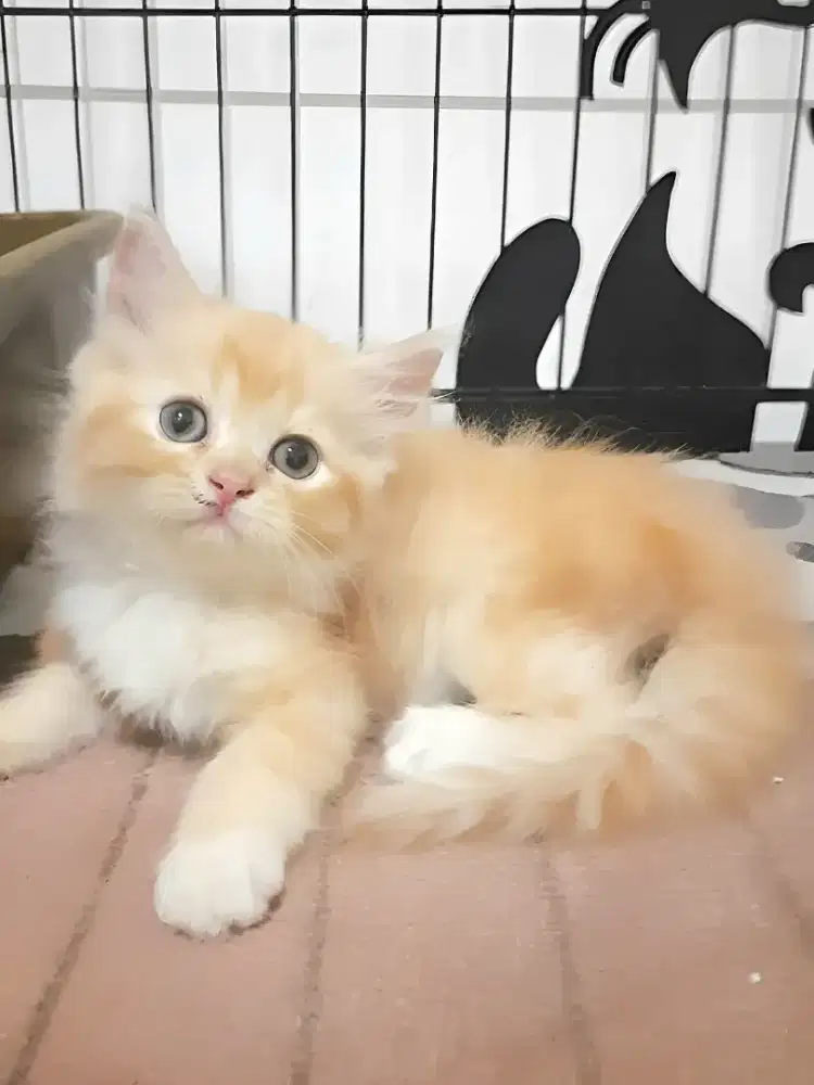 Kucing persia jantan