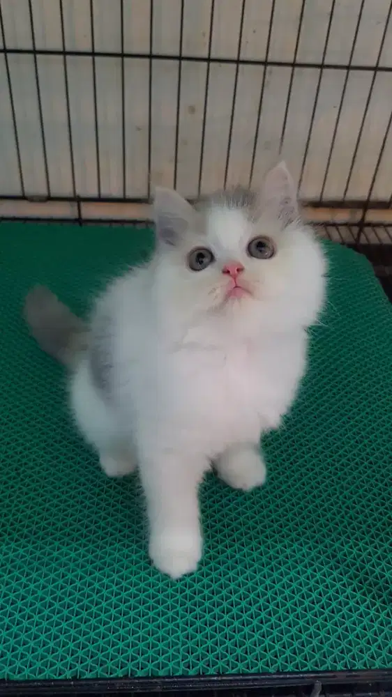 open adopt kitten persia