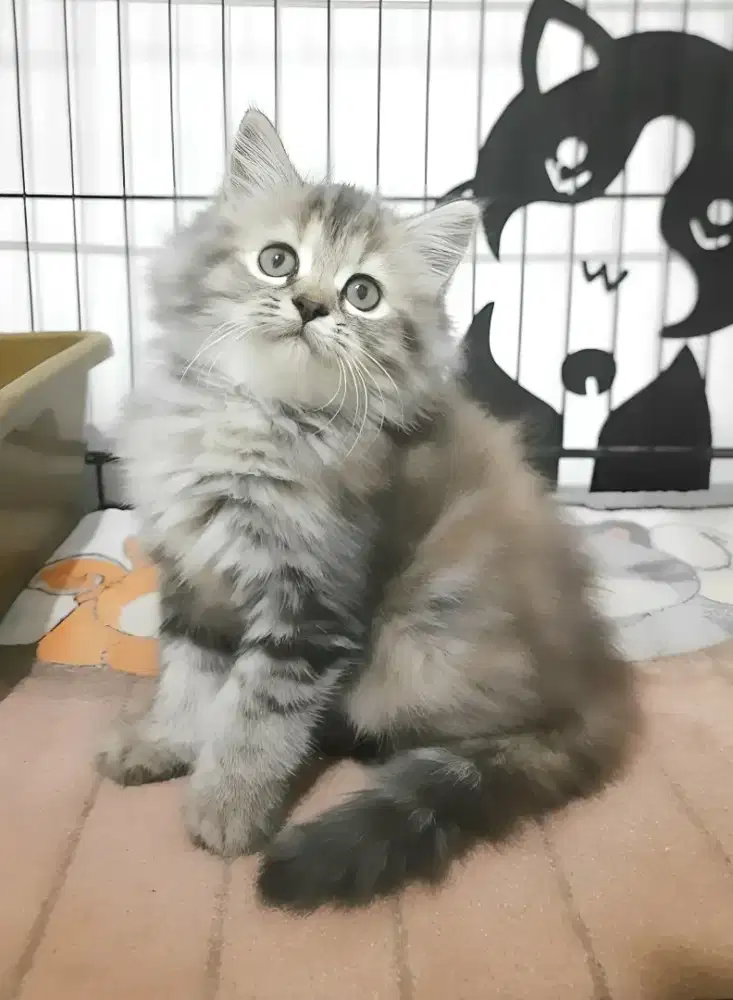 Kucing persia Betina