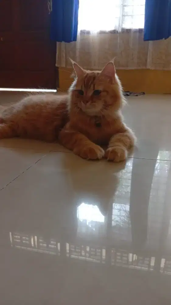 kucing oyen jantan