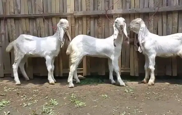 4 ekor anakan kambing etawa senduro 4 bln 1 jantan 3 betina unggulan