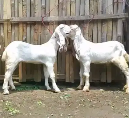 4 ekor anakan kambing etawa senduro 4 bln 1 jantan 3 betina unggulan