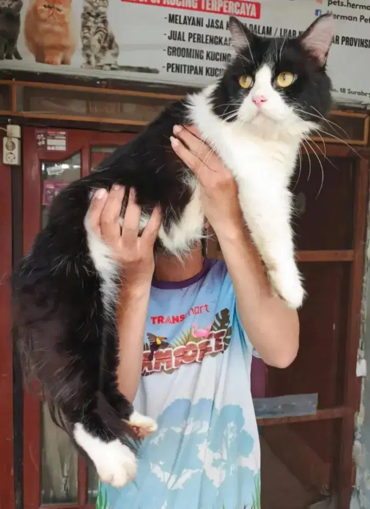 Kucing mix Norwegian jantan 9 bulan