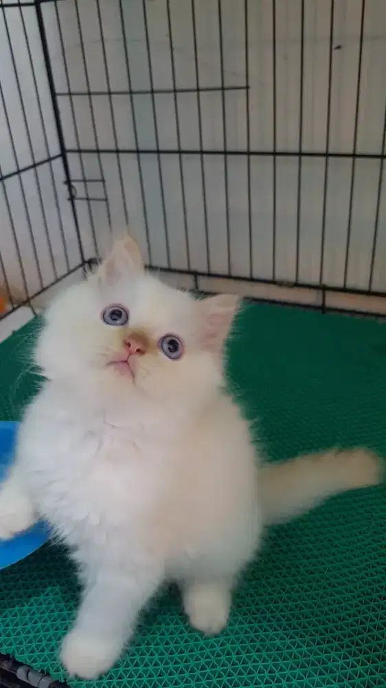 open adopt kitten persia