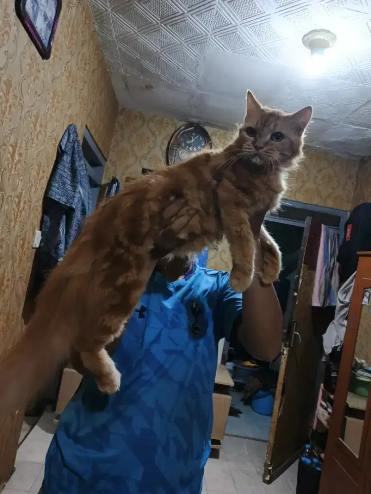 Kucing Garfield betina 7,5 bulan