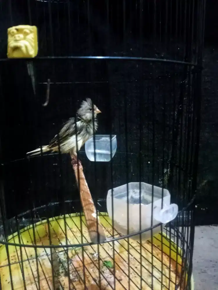 Kenari haybrd gacoor