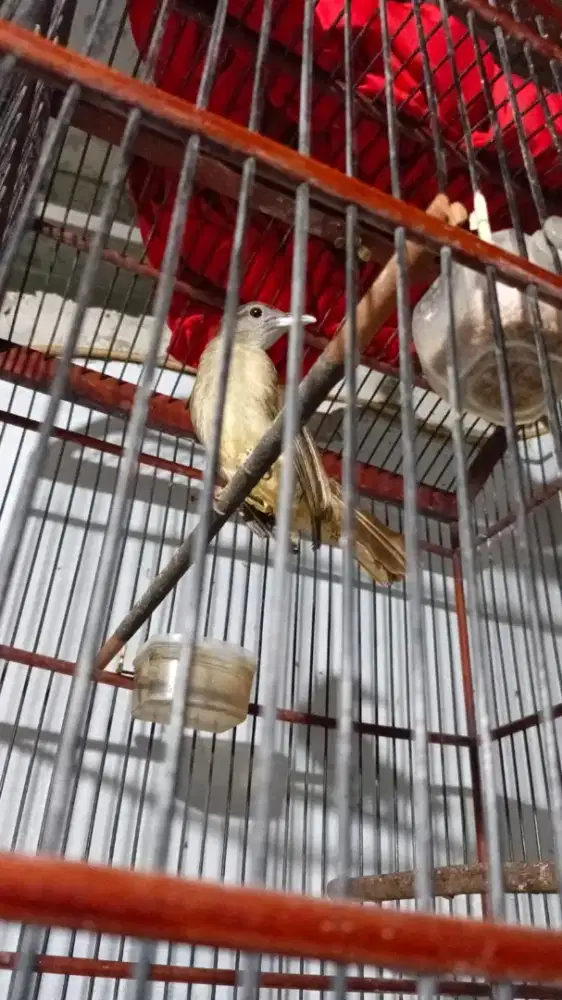 Kapas Tembak Rawatan Lama