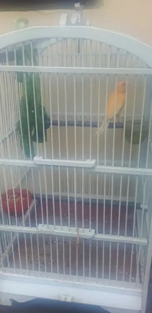 Burung kenary warna kuning siap nelor