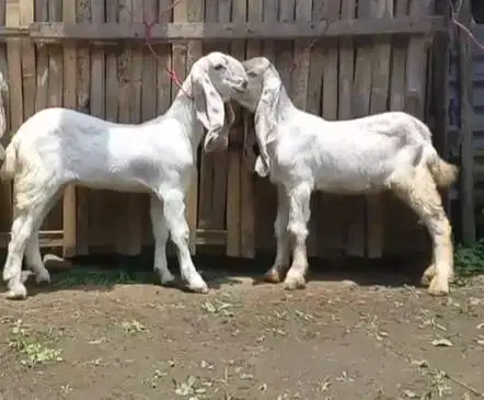 4 ekor anakan kambing etawa senduro 4 bln 1 jantan 3 betina unggulan