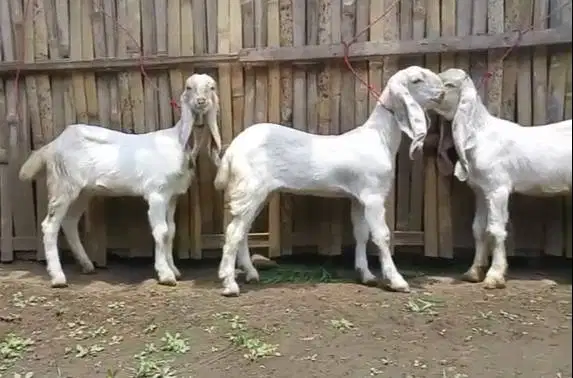 4 ekor anakan kambing etawa senduro 4 bln 1 jantan 3 betina unggulan